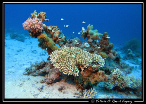Various corals. Picture taken in Dahab. by Raoul Caprez 